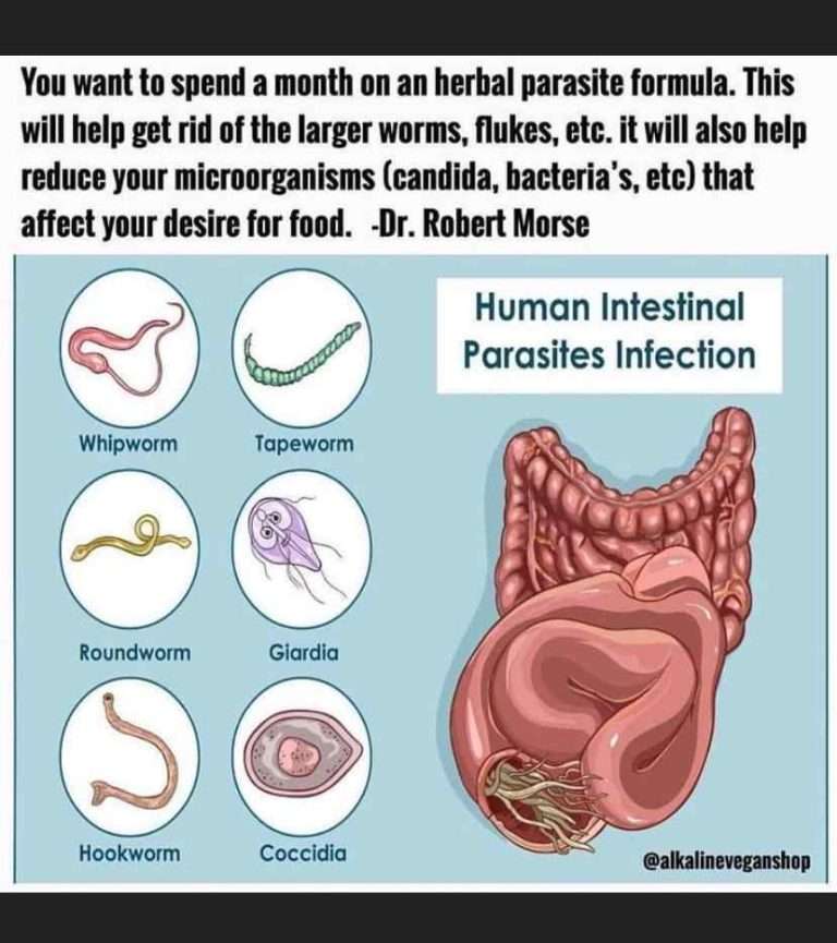 Parasite Guides & Handouts • RogersHood